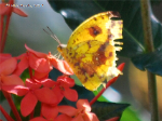 Apricot Sulphur, endemic of Puerto Rico