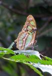 Siproeta stelenes stelenes, The Malachite - Maricao