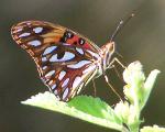 Agraulis vanillae insularis, Gulf Fritillary