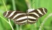 Heliconius charithonia charitihonia, Zebra Heliconian - Ro Grande