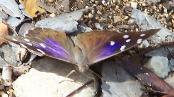 Florida Purplewing - Gunica