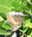 Puerto Rican Leafwing, Anaea borinquenalis