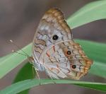 White Peacock, sub-species of PR, Mona and Virgin Islands