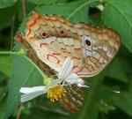 Anartia jatrophae semifusca, White Peacock