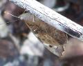 Florida Purplewing - Gunica