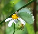Ascia monuste eubotea, Great Southern White