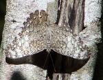 Hamadryas amphicloe diasia, Pale Cracker - Gunica