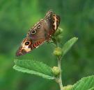 Tropical Buckeye