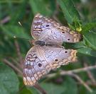White Peacock