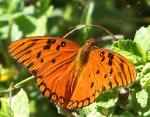 Gulf Fritillary