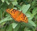 Agraulis vanillae insularis, Gulf Fritillary - Ro Grande
