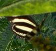 The Zebra