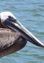 Brown Pelican