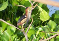 Least Bittern / Martinetito