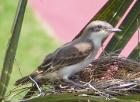 Gray Kingbird, Mayag�ez