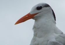 Royal Tern / Gaviota Real - Photo by Hilda Morales