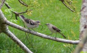 Northern Mockingbird, Luquillo 