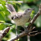 Juvenile Northern Mockingbird, Luquillo