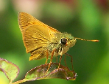 Chorantus borincona, Watsons Chorantus