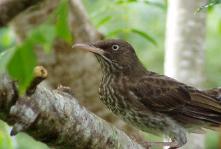 Pearly-eyed Thrasher, Luquillo